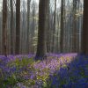 sunlight coming through the trees and on the ground where there are purple bluebells growing